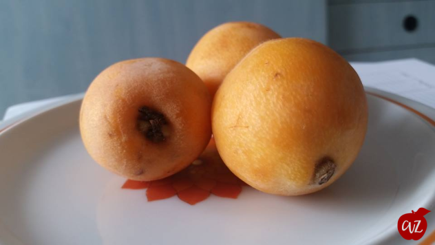 nespole